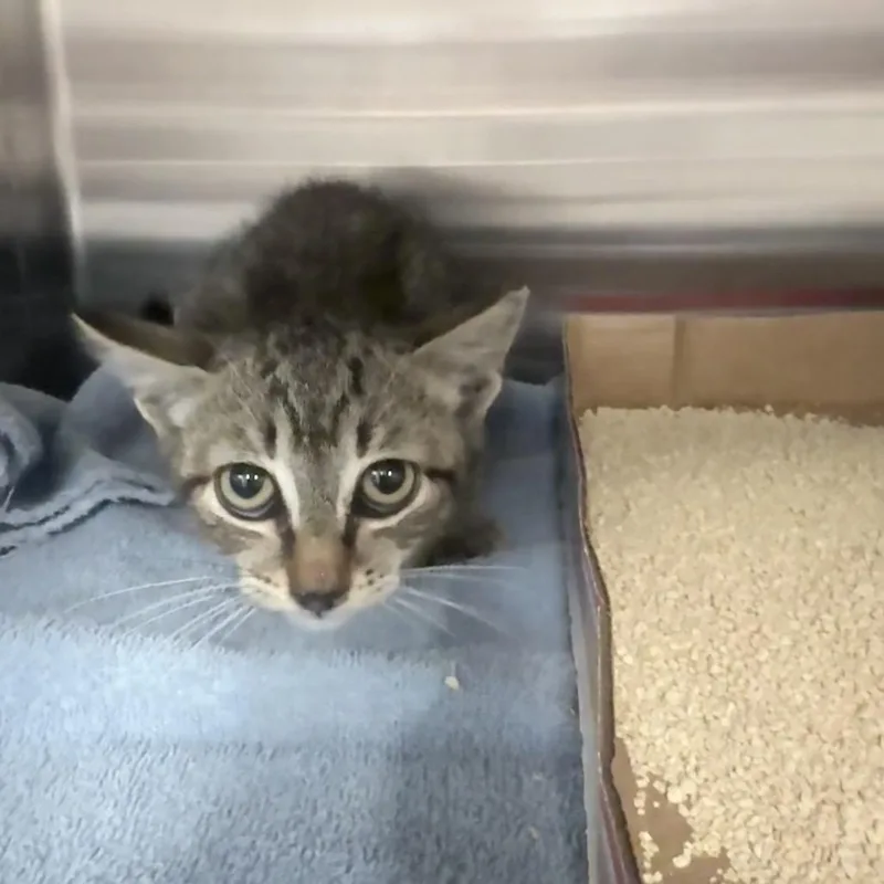 A baby small-sized male Brown / Chocolate Domestic Short Hair cat named Ron for adoption in Jupiter, FL
