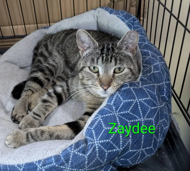 An adult medium-sized female Tabby (Gray / Blue / Silver) Domestic Short Hair cat named Zaydee for adoption in Logan, UT