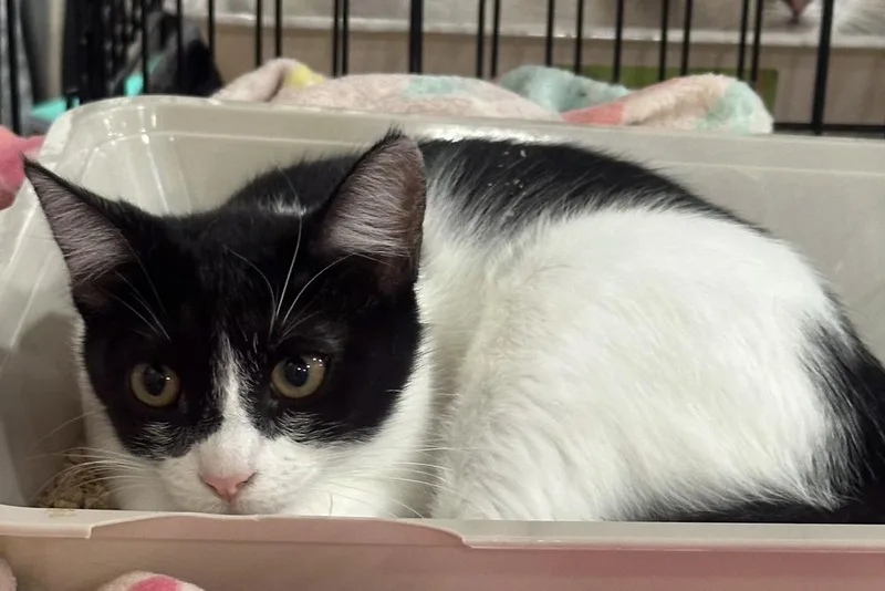 A baby small-sized female Black & White / Tuxedo Domestic Short Hair cat named Cookie for adoption in Deltona, FL