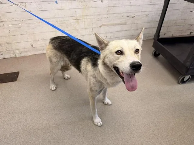 A young medium-sized female Siberian Husky dog named Vivian for adoption in San Bernardino, CA