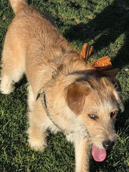 A baby medium-sized male Terrier dog named Caramel for adoption in San Diego, CA