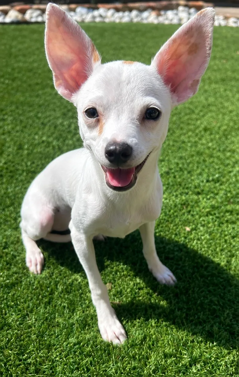 Darla