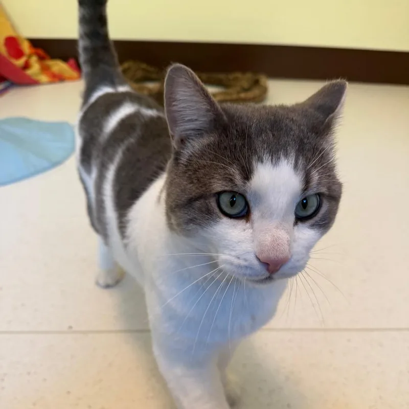 An adult extra large-sized male Domestic Short Hair cat named Pebble for adoption in Springfield, MA