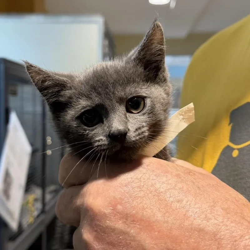 A baby small-sized female Gray / Blue / Silver Domestic Short Hair cat named Georgia for adoption in Chesapeake, VA