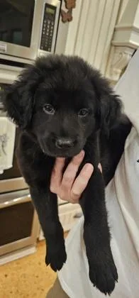 A baby large-sized female Retriever dog named Bonbon for adoption in Fort Worth, TX