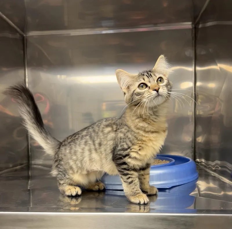 A baby medium-sized female Tabby (Brown / Chocolate) Domestic Long Hair cat named Tootie for adoption in Montville, NJ