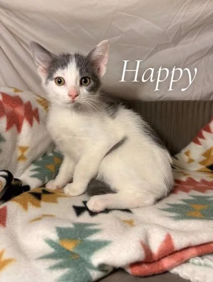 An adult small-sized female Domestic Short Hair cat named Happy for adoption in St. Anne, IL