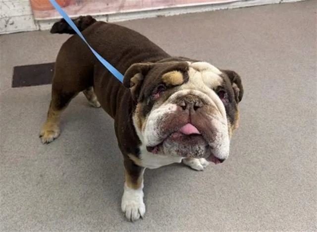 An adult medium-sized male American Bulldog dog named Bentley for adoption in San Bernardino, CA