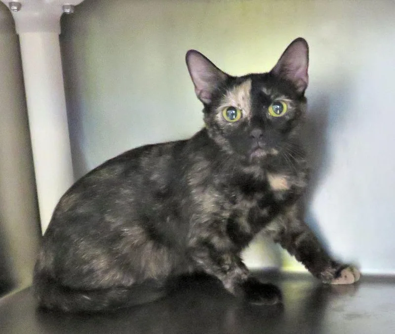 An adult medium-sized female Tortoiseshell Domestic Short Hair cat named Beth for adoption in Lexington, VA