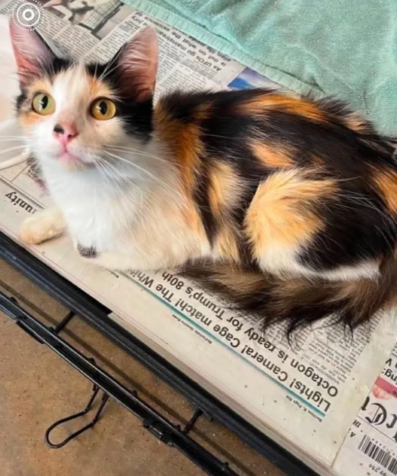 An adult medium-sized female Domestic Medium Hair cat named Momma Cow for adoption in Ada, OK