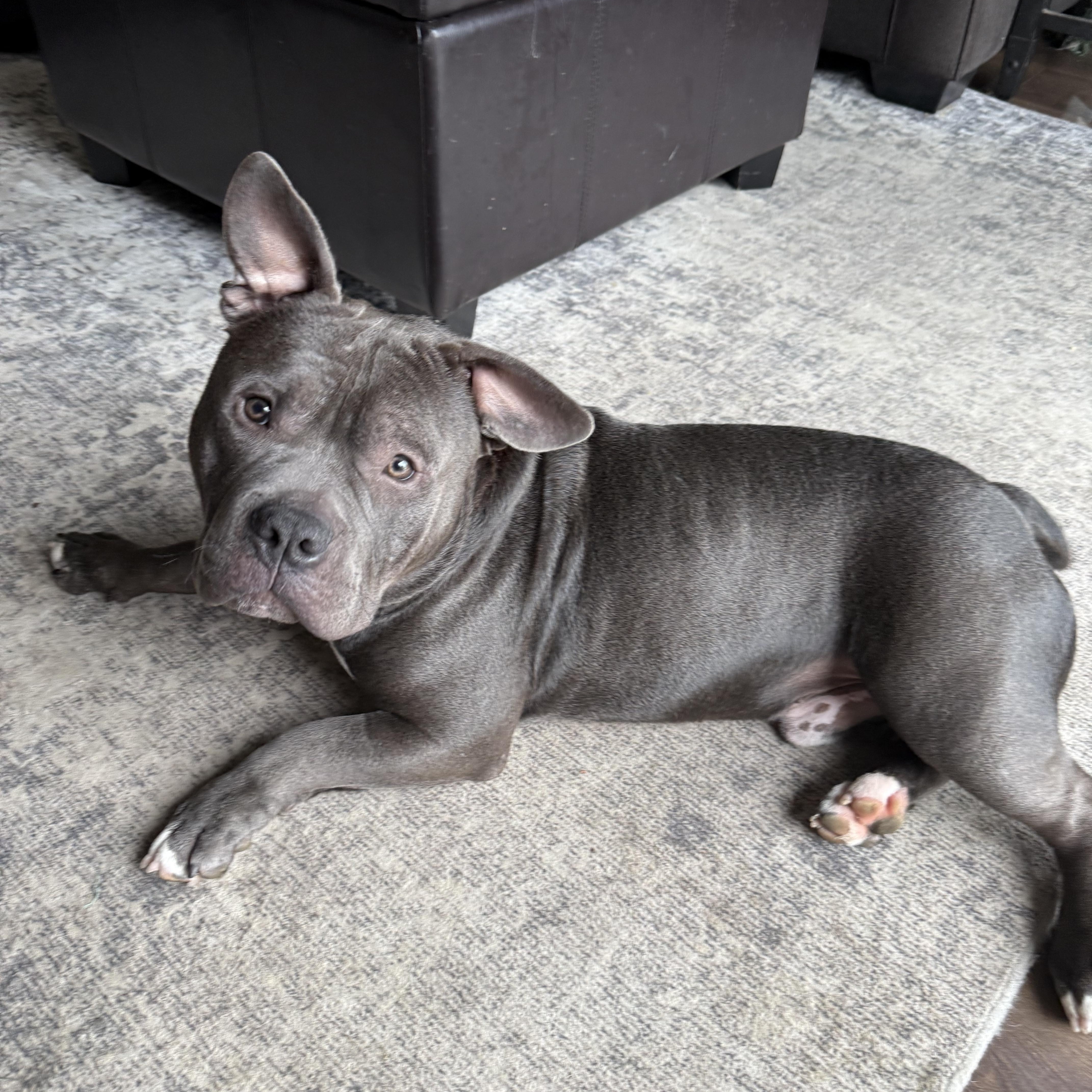 A young large-sized male American Bulldog dog named Chief for adoption in Warrenville, IL