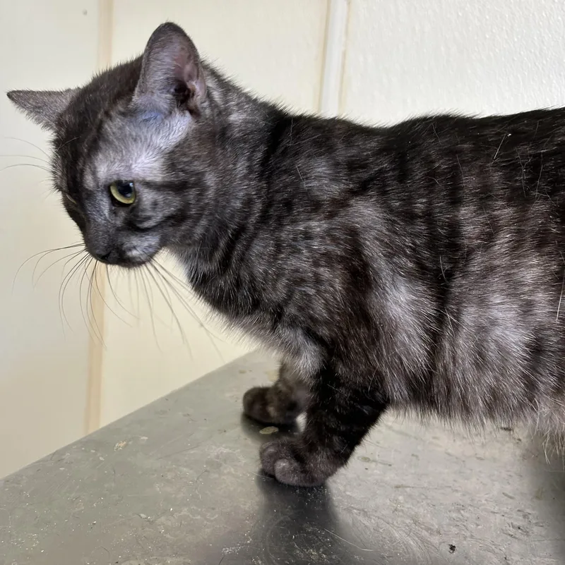 A young medium-sized female Black Tabby cat named Smoke for adoption in Lambertville, NJ