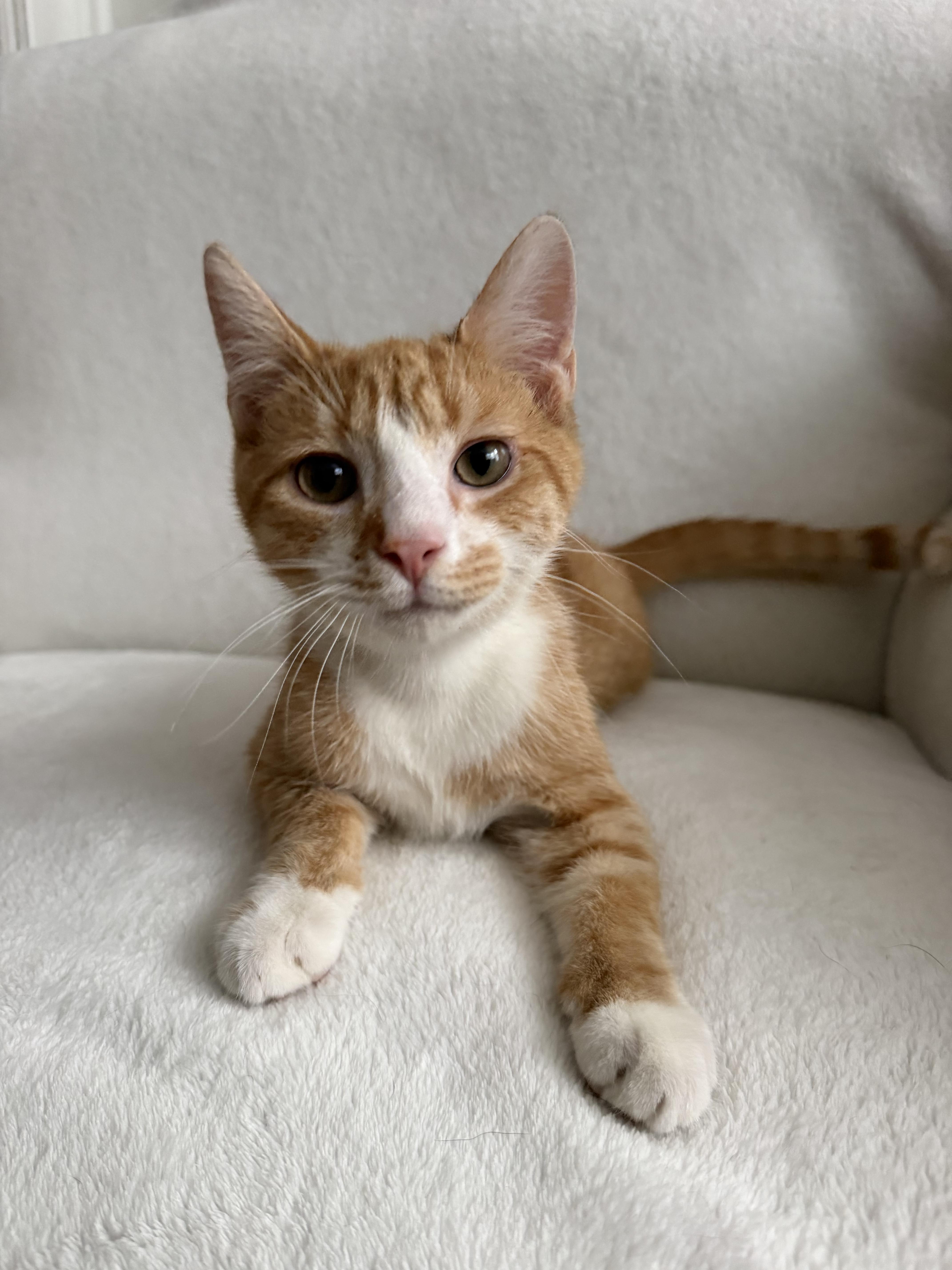 A baby medium-sized male Orange / Red Domestic Short Hair cat named Peter for adoption in Newark, NJ