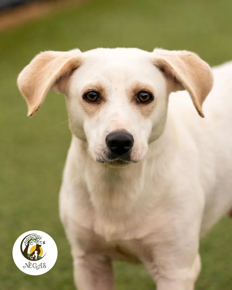 A young small-sized male Basset Hound dog named Niko for adoption in Lavonia, GA