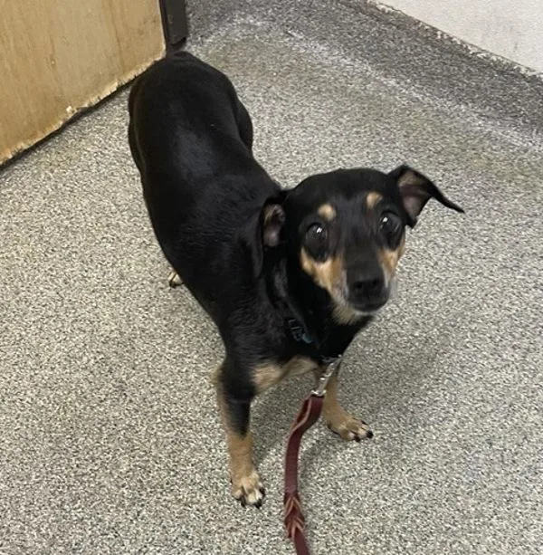 An adult small-sized male Chihuahua dog named Fisher for adoption in Escondido, CA