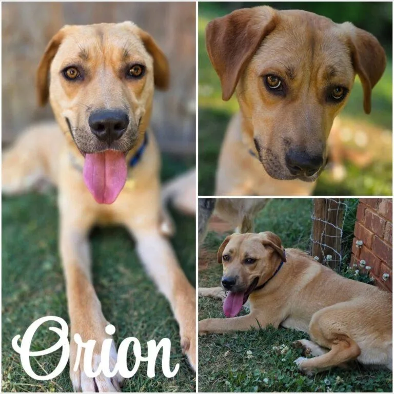 Orion