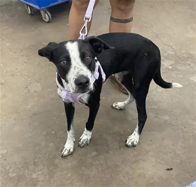 A young large-sized female Mixed Breed dog named Luna for adoption in Dallas, TX