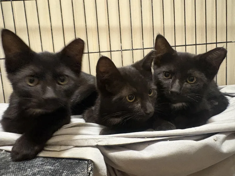 A baby small-sized male Black Domestic Short Hair cat named Edga for adoption in Maple Shade, NJ