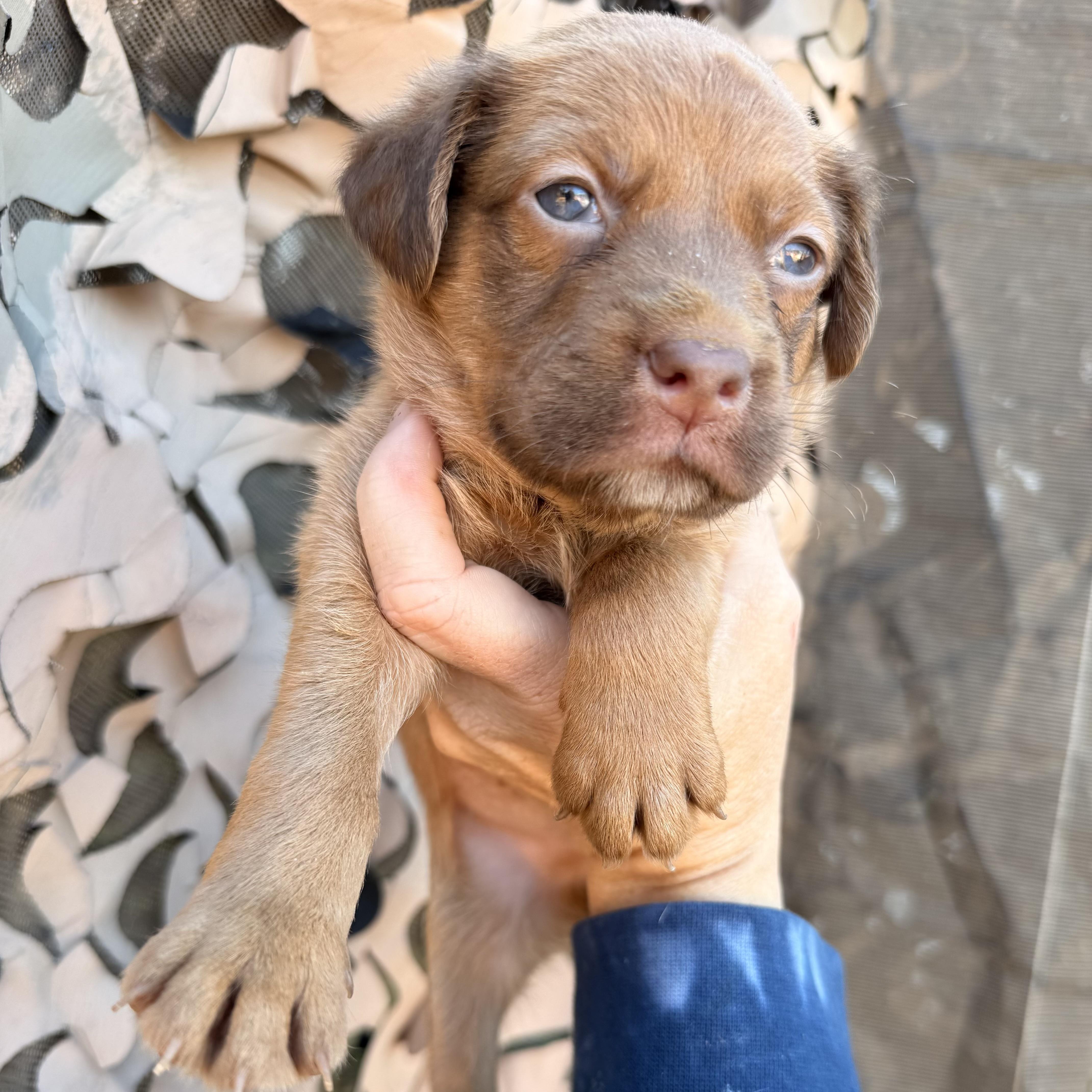 A baby medium-sized male Red / Chestnut / Orange Mixed Breed dog named Rev for adoption in Columbia, SC