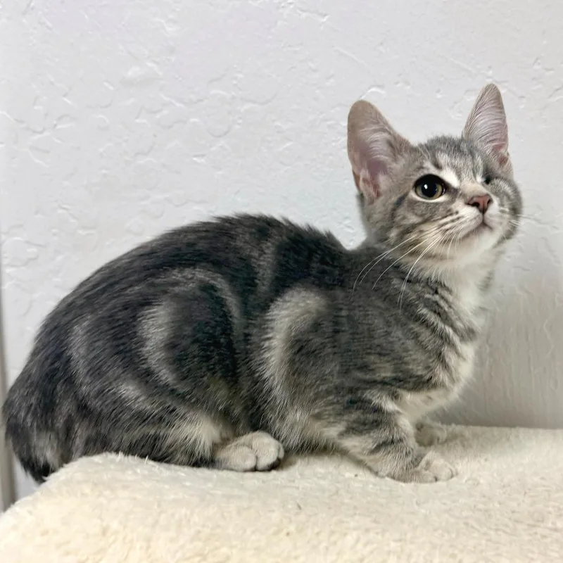 A baby small-sized female Gray / Blue / Silver Domestic Short Hair cat named Inez for adoption in Pleasant Hill, CA
