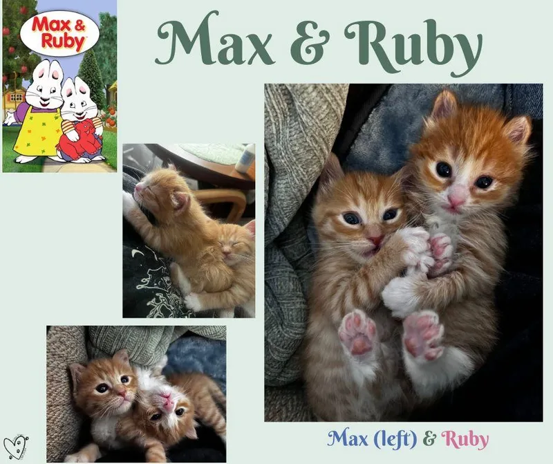 A baby medium-sized male Tabby (Orange / Red) Tabby cat named Max for adoption in Trophy Club, TX