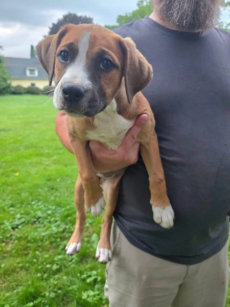 A baby large-sized female Mountain Cur dog named Katie for adoption in Salamanca, NY