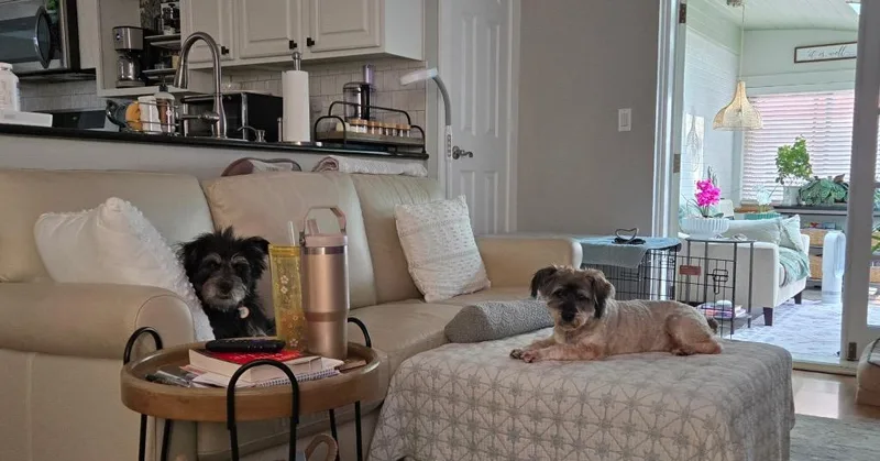 A senior medium-sized female Schnauzer dog named Baby for adoption in West Bloomfield, MI