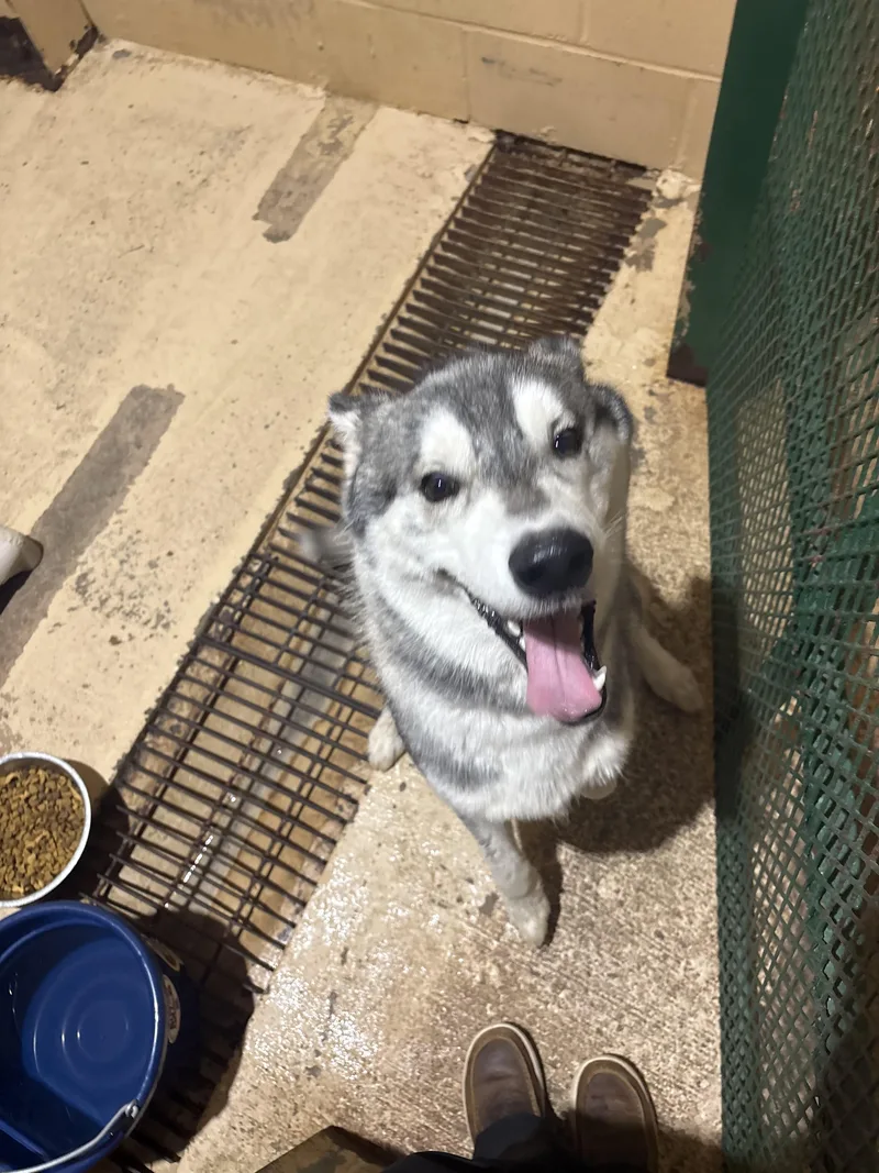 An adult medium-sized male Husky dog named Howie for adoption in Monticello, GA