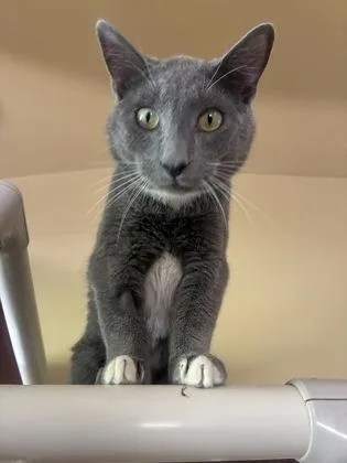 A young medium-sized male Domestic Short Hair cat named Bernard for adoption in Bloomsburg, PA