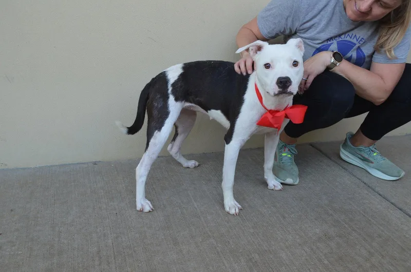 An adult medium-sized female Pit Bull Terrier dog named Winnie for adoption in McKinney, TX