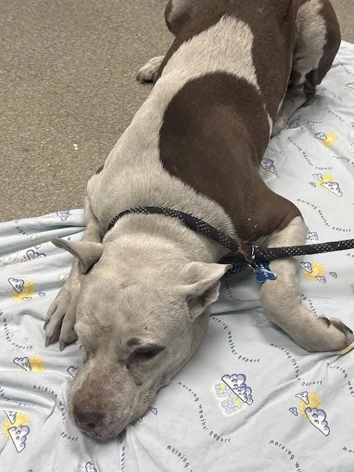 An adult medium-sized female Pit Bull Terrier dog named Poptart for adoption in Las Vegas, NV