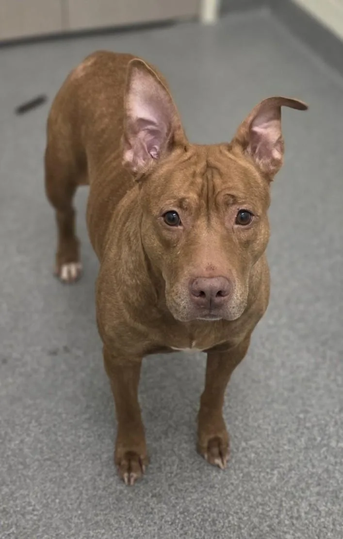 An adult medium-sized female Pit Bull Terrier dog named Amber for adoption in Toledo, OH