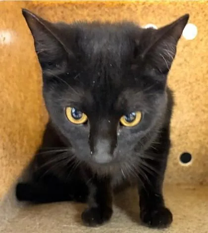An adult small-sized female Domestic Short Hair cat named Brea for adoption in Madison, NJ