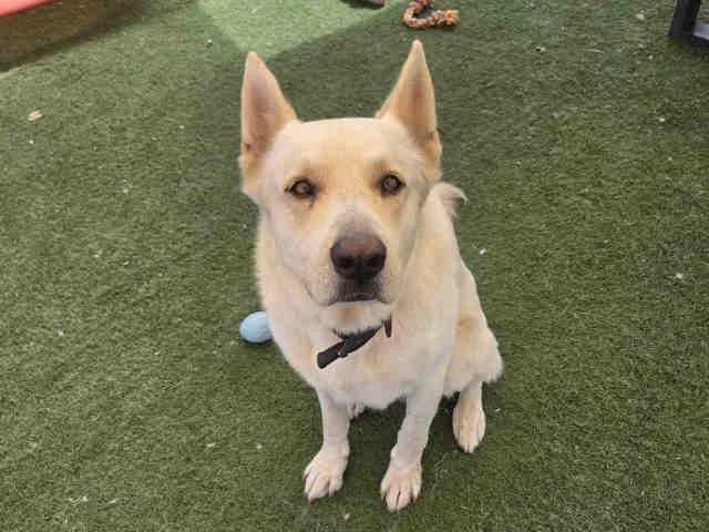 An adult medium-sized male German Shepherd Dog dog named Fenrir for adoption in Carlsbad, CA