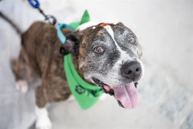An adult large-sized female Mixed Breed dog named Juliet for adoption in Haw River, NC