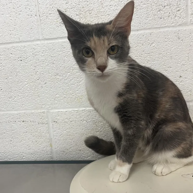 An adult medium-sized female Gray / Blue / Silver Domestic Short Hair cat named Chestnut for adoption in Edinburg, TX