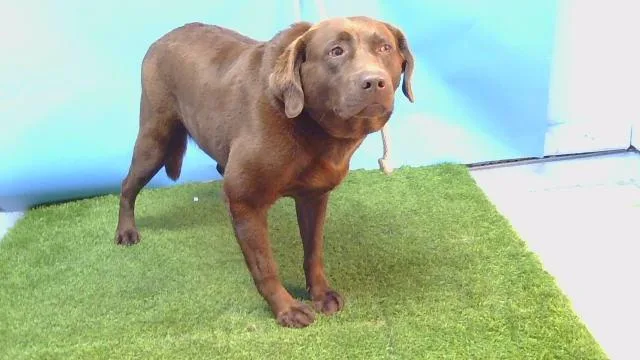 An adult medium-sized female Labrador Retriever dog named Harley for adoption in Gardena, CA