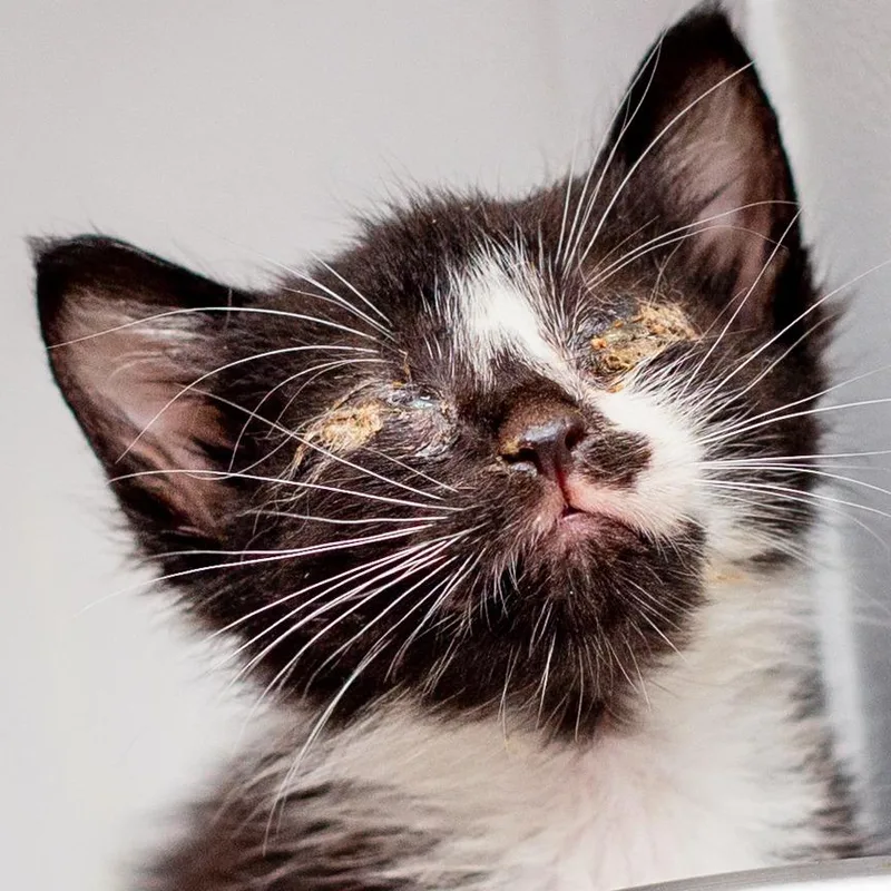 A baby small-sized male Black Domestic Short Hair cat named Jessie for adoption in Hattiesburg, MS