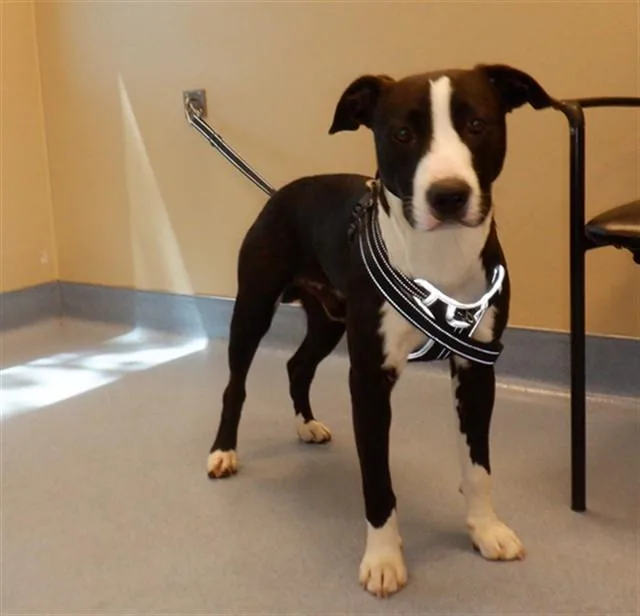 A young medium-sized male Pit Bull Terrier dog named Martin for adoption in San Jose, CA