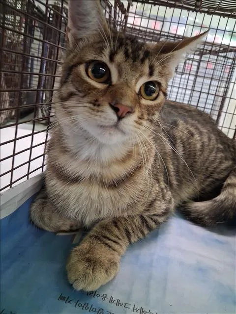 A baby large-sized male Domestic Short Hair cat named David for adoption in Los Angeles, CA