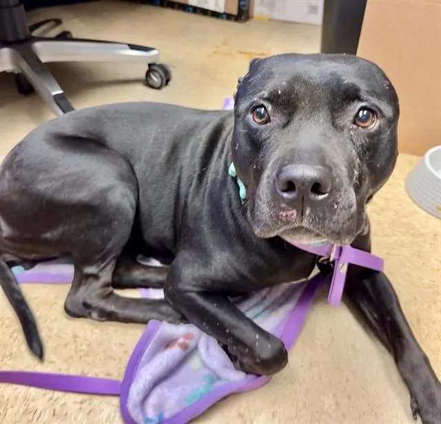 An adult large-sized female Pit Bull Terrier dog named Wren for adoption in Camarillo, CA