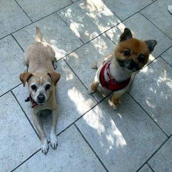 An adult small-sized male White / Cream Pomeranian dog named Panda for adoption in Bedford Hills, NY