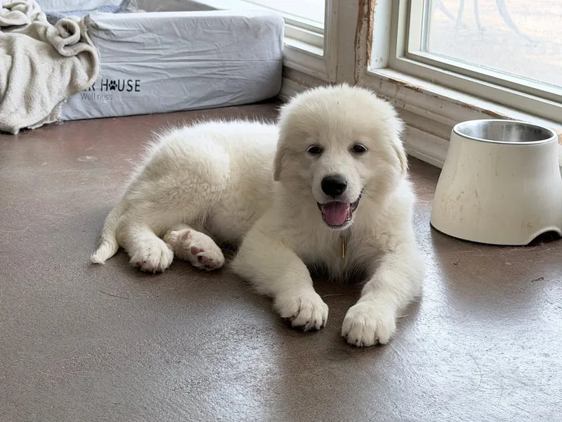 A baby large-sized female Great Pyrenees dog named Rosie for adoption in Garland, TX