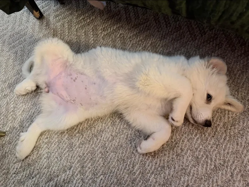 Rosie thumbnail 2
