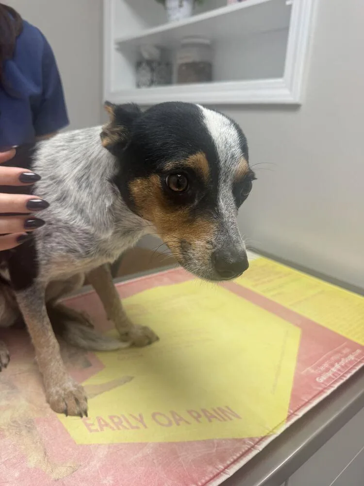 A young small-sized female Australian Cattle Dog / Blue Heeler dog named Branch for adoption in Marietta, GA