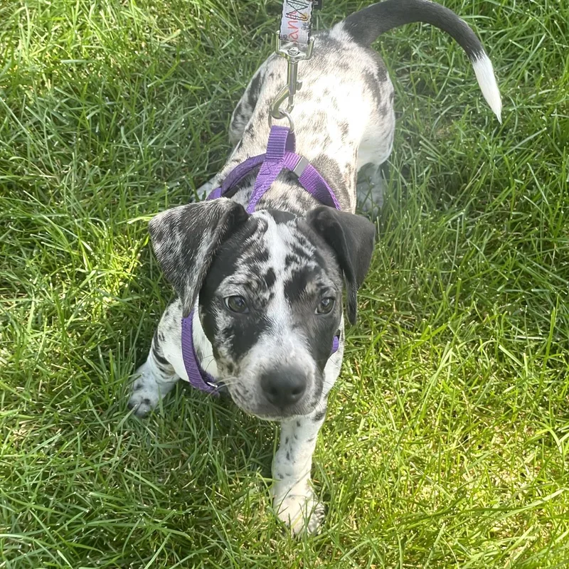 A baby medium-sized female Harlequin Mixed Breed dog named Gretta for adoption in Prior Lake, MN