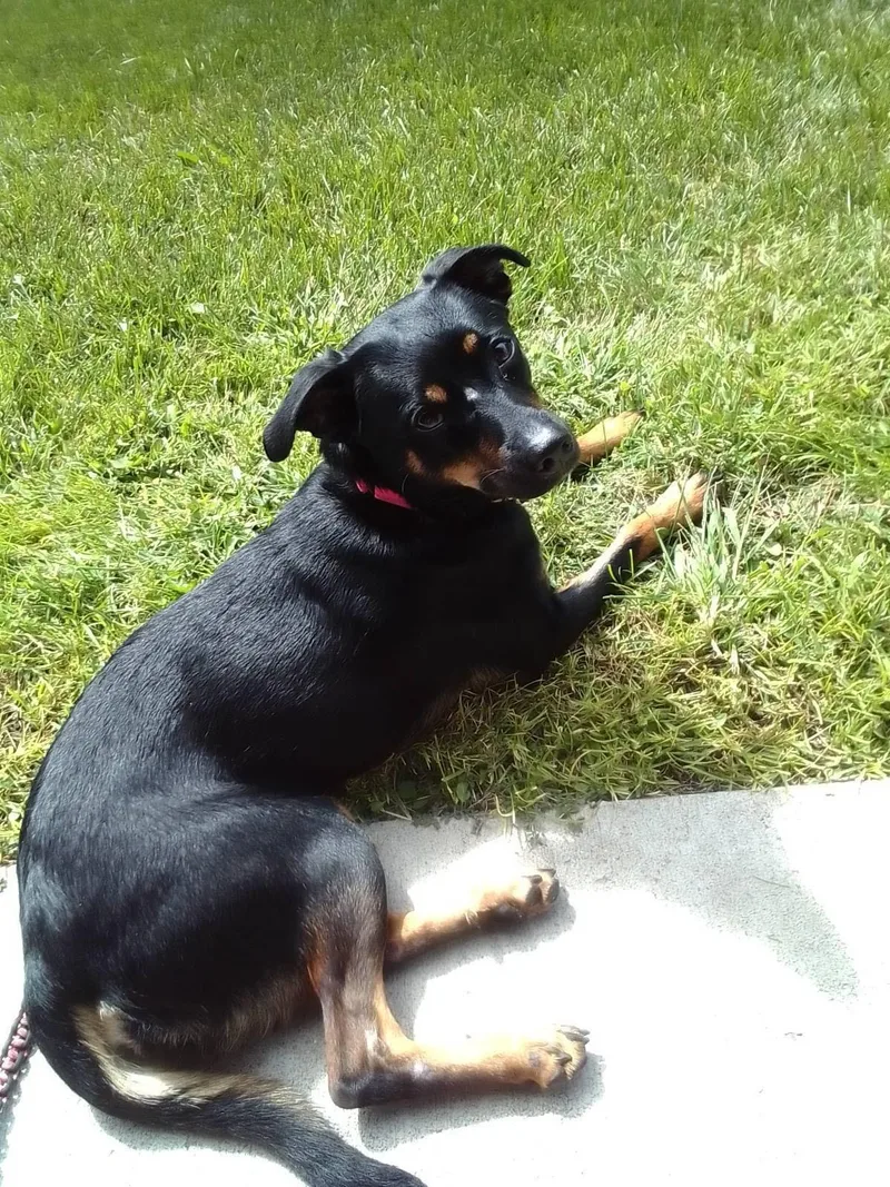 Kaida