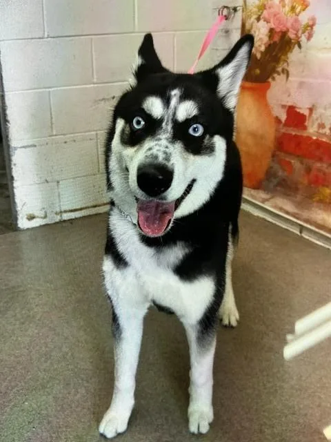 A young small-sized female Siberian Husky dog named Jade for adoption in San Bernardino, CA