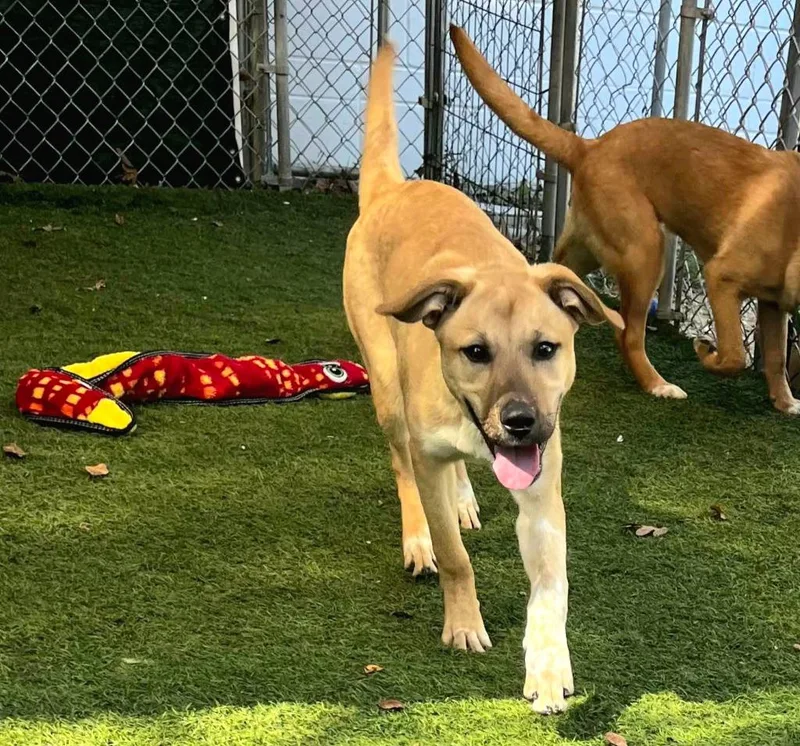 Jethro Bodine thumbnail 2