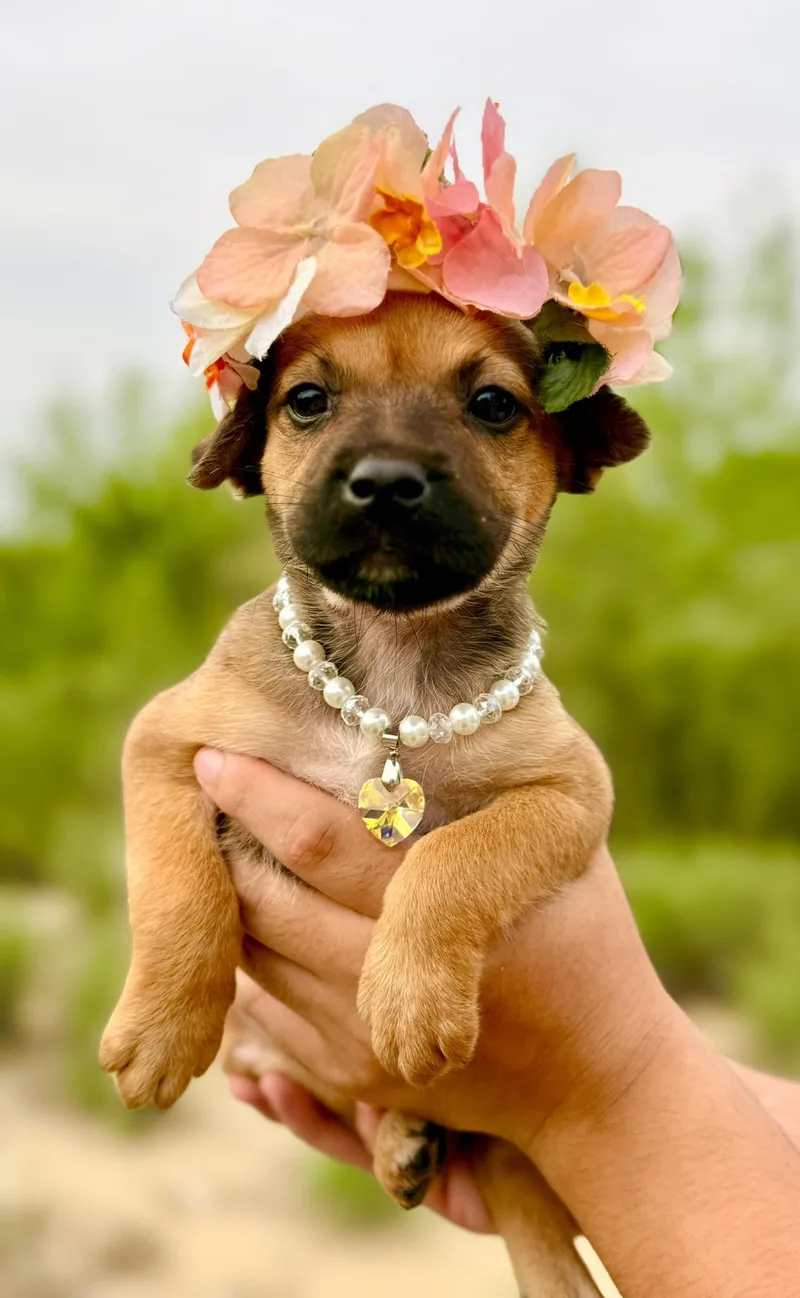 A baby small-sized female Chihuahua dog named Eloise for adoption in Media, PA